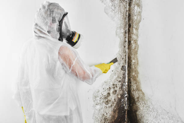 Attic Mold Removal in Long Beach, IN