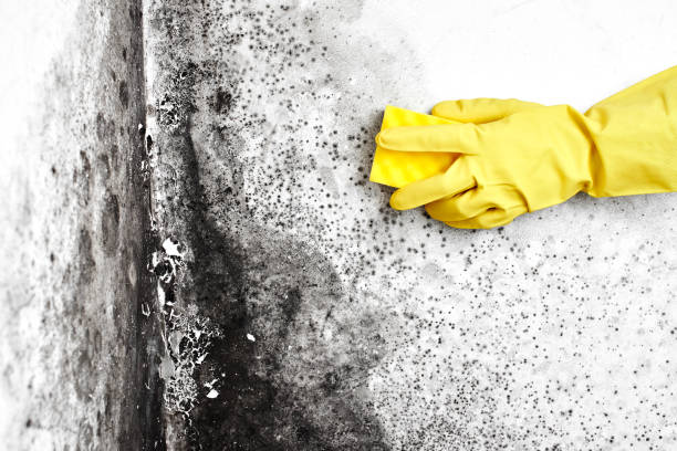 Best Office Mold Removal Services  in Long Beach, IN