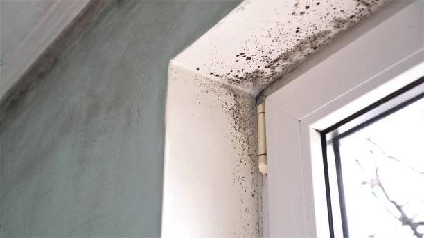 Professional Mold Removal in Long Beach, IN