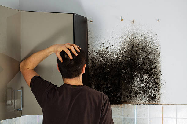 Best Mold Damage Repair  in Long Beach, IN
