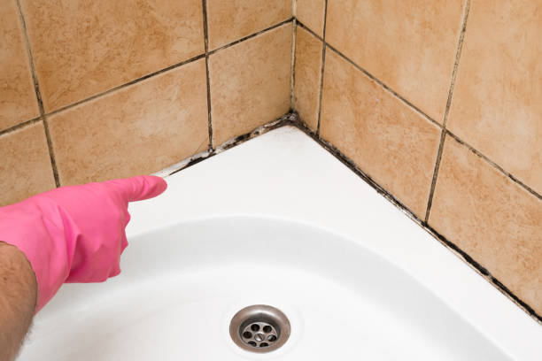 Best Mold Damage Repair  in Long Beach, IN