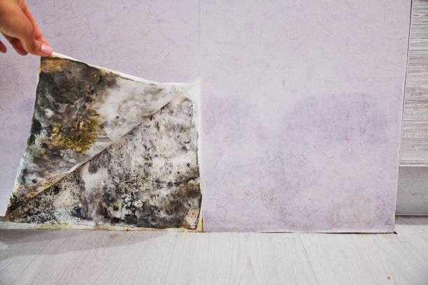 Best Toxic Mold Removal  in Long Beach, IN